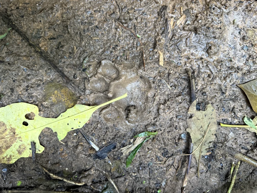 Animaux Amazonie